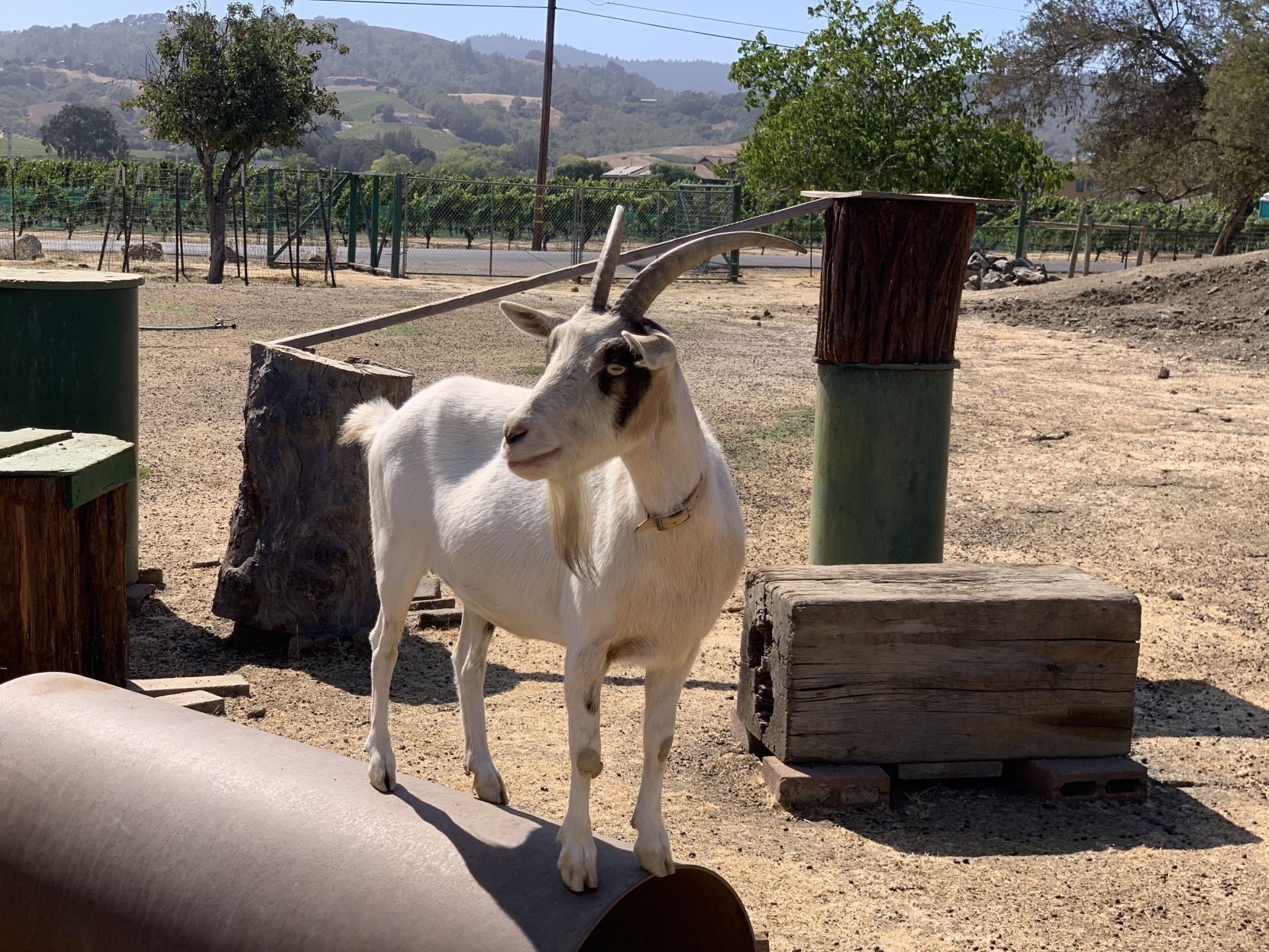 The goats of Linda Vista